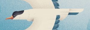 Seabird Illustration