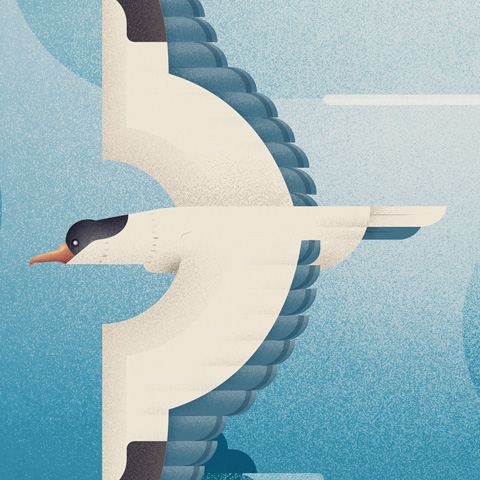 Seabird Illustration